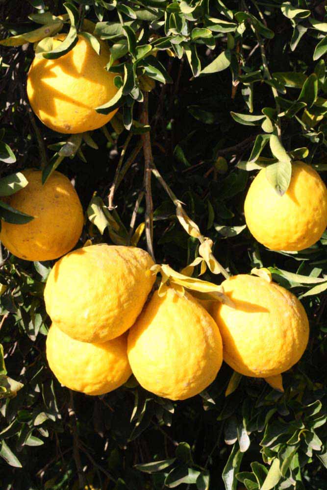              Fruit (Riverside, CA)       